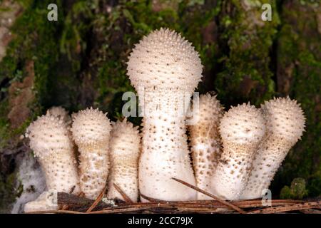 Fungo di Puffball comune (Lycoperdon perlatum) - Foresta ricreativa di Stato di DuPont, vicino a Hendersonville, Carolina del Nord, Stati Uniti Foto Stock