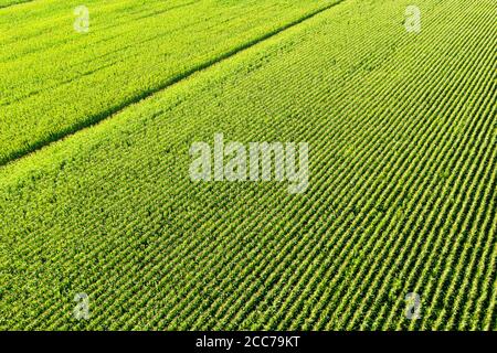 Vista aerea della piantagione di mais Foto Stock