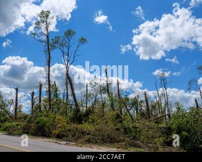 Alberi alti soffiati o danneggiati da derecho del 10 agosto 2020 a Van Vechten Park. Cedar Rapids, Iowa. Foto Stock