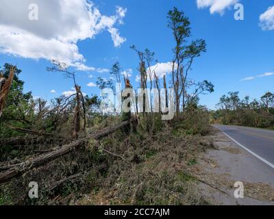 Alberi alti soffiati o danneggiati da derecho del 10 agosto 2020 a Van Vechten Park. Cedar Rapids, Iowa. Foto Stock