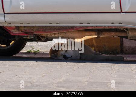 Il cane randagio sta dormendo nella calda giornata estiva sotto l'auto. Foto Stock