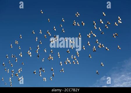 Flying gregge di uccelli in alto cielo blu con pochi nuvole in angolo Foto Stock