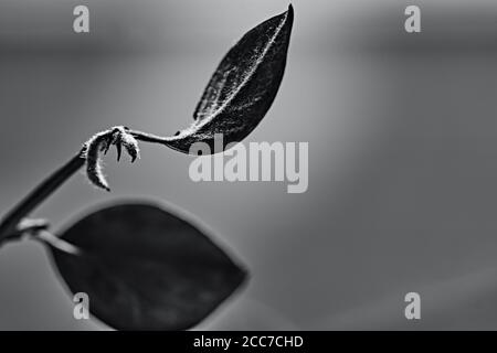 Foglia a sinistra del telaio, bianco e nero, primo piano Foto Stock