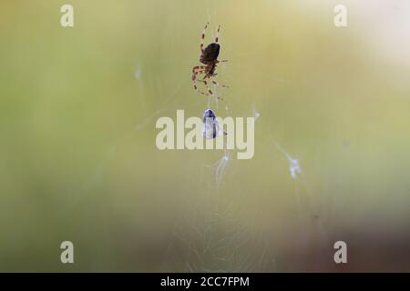 Vola cocooned in Spiders Web Foto Stock