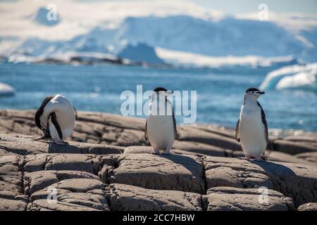 Tre pinguini adulti con cinta (Pigoschelis antarcticus) che si ergono su alcune rocce vicino al mare in Antartide. Foto Stock