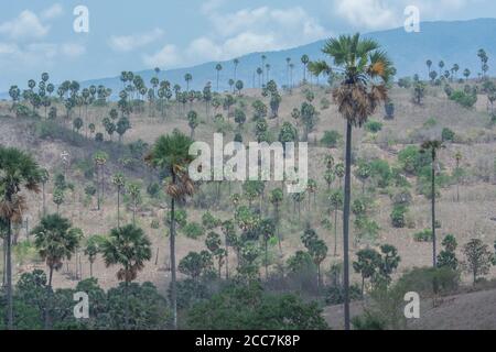 Il paesaggio dell'isola di Rinca nel Parco Nazionale di Komodo, Indonesia. La prateria secca è punteggiata da palme (fiabelliferi Borassus) e palme Corypha utan Foto Stock