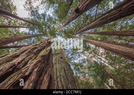 Sequoie della California (Sequoia sempervirens) visto dal basso guardando direttamente verso l'alto nel parco statale del Monte Tamalpais, nella California costiera. Foto Stock