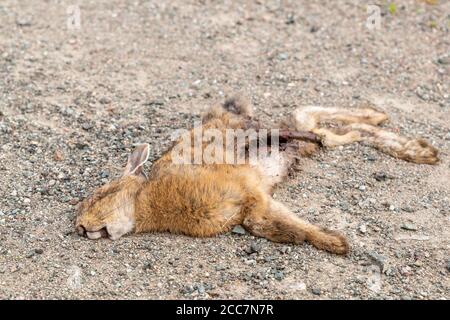 Un coniglio morto che giace su una strada sterrata. Ha pelliccia marrone ed è stato parzialmente mangiato. Profondità di campo poco profonda. Foto Stock