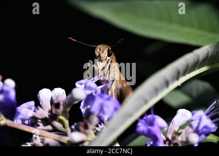 Una piccola farfalla dello skipper su un cespuglio di glicine. Foto Stock