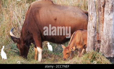 un vitello di gaur in tadoba andhari tigre riserva Foto Stock