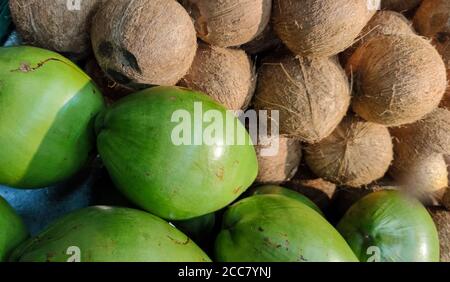 Frutta fresca di cocco. L'albero di cocco (Cocos nucifera), è un membro della famiglia Arecaceae. Le palme da cocco si sono diffuse attraverso i tropici, in particolare Foto Stock