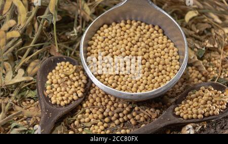 Semi di soia in natura. La soia (glicina max) è una fonte eccellente di diversi nutrienti. È ricco di proteine di buona qualità, fibre alimentari, che mi aiutano Foto Stock