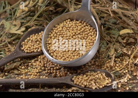 Semi di soia in natura. La soia (glicina max) è una fonte eccellente di diversi nutrienti. È ricco di proteine di buona qualità, fibre alimentari, che mi aiutano Foto Stock