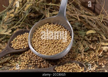 Semi di soia in natura. La soia (glicina max) è una fonte eccellente di diversi nutrienti. È ricco di proteine di buona qualità, fibre alimentari, che mi aiutano Foto Stock