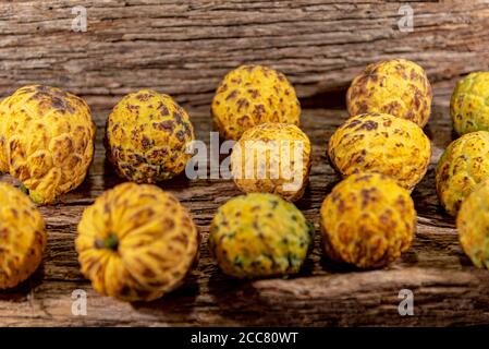 Frutto della crassiflora Annona. L'araticum è un frutto del brasiliano Cerrado, è carnoso e può pesare fino a due chili. Molto simile a. Foto Stock