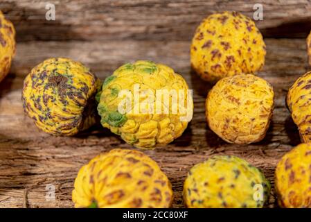 Frutto della crassiflora Annona. L'araticum è un frutto del brasiliano Cerrado, è carnoso e può pesare fino a due chili. Molto simile a. Foto Stock