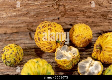 Frutto della crassiflora Annona. L'araticum è un frutto del brasiliano Cerrado, è carnoso e può pesare fino a due chili. Molto simile a. Foto Stock