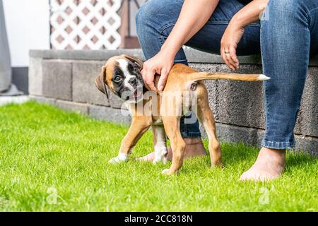 8 settimane giovane cucciolo d'oro purebred cane pugile tedesco. Foto Stock