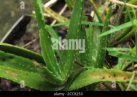 Aloe vera cibo sano vitaminico per la salute Foto Stock