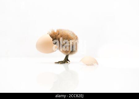 Uova e pollo marroni isolati su sfondo bianco, piccoli pulcini e gusci d'uovo. Foto Stock