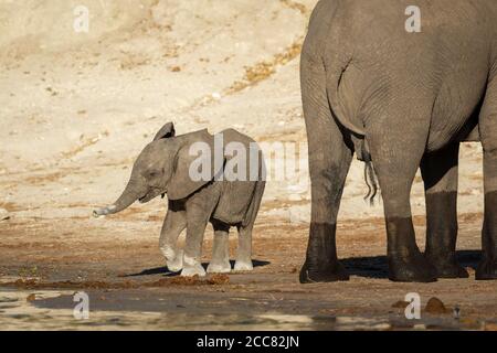 Elefante della madre e del bambino con la polvere bianca sui relativi piedi E tronco guardando interessato in un pomeriggio di sole a Chobe Fiume Botswana Foto Stock
