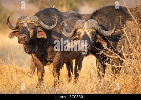 Due bufali adulti si dirigono verso l'alto Erba gialla nel Kruger Park Sud Africa Foto Stock