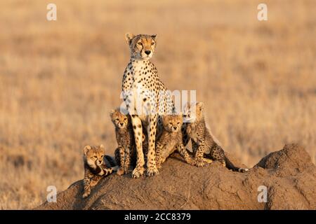 La ghepardo femminile e i suoi quattro piccoli cubetti seduti su un ampio suono termite con uno sfondo liscio e spazio per la copia A Serengeti Tanzania Foto Stock