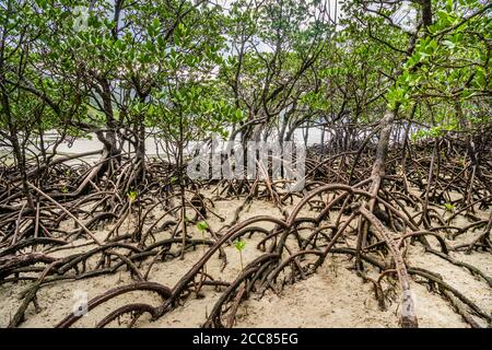 Mangrovie a Myall Beach, Cape Tribulation nel Daintree National Park, Cape York Peninsula, far North Queensland, Australia Foto Stock