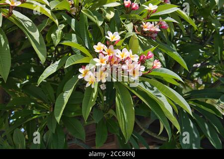 Questa foto unica mostra i fiori di gelsomino giallo bianco su un Macchia verde nel mezzo della natura tailandese su una mattina soleggiata Foto Stock