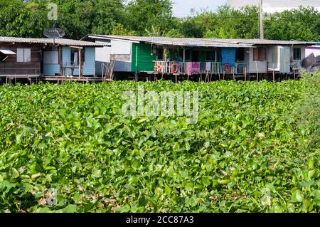 Canale sopravissuto con giacinto d'acqua in un'area fortemente industrializzata nel distretto di Bangsaothong, provincia di Samut Prakan in Thailandia. Anche nel industri Foto Stock