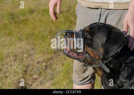 Ritratto di un cane Rottweiler in un muso metallico. L'animale si siede accanto all'uomo e guarda in lontananza. Allevamento di cani di servizio. Addestramento esterno del cane. Foto Stock