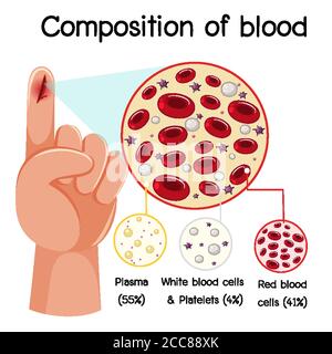 Composizione del sangue diagramma illustrativo Illustrazione Vettoriale