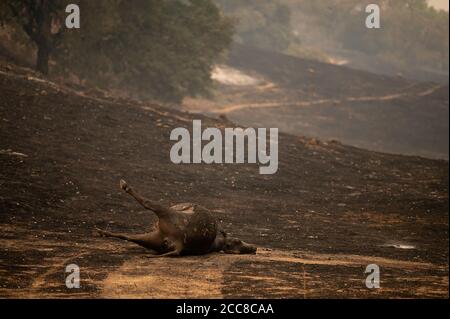 Vacaville, California, Stati Uniti. 19 agosto 2020. Bestiame morto si trova in un campo su Pleasants Valley Road, vittime del LNU Lightning Complex fuoco. Credit: Paul Kitagaki Jr./ZUMA Wire/Alamy Live News Foto Stock