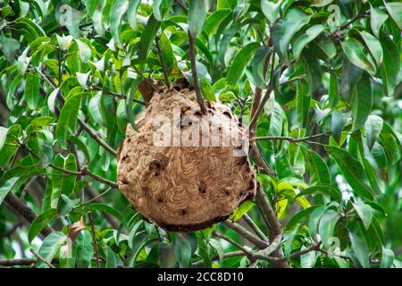 Questa è un'immagine di vimrul nido o vimrul casa sulla parte superiore dell'albero Foto Stock