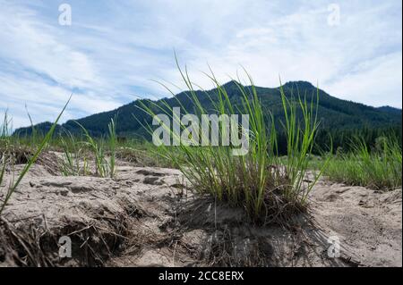 primo piano di un pezzetto di erba nella sabbia con le montagne sullo sfondo Foto Stock