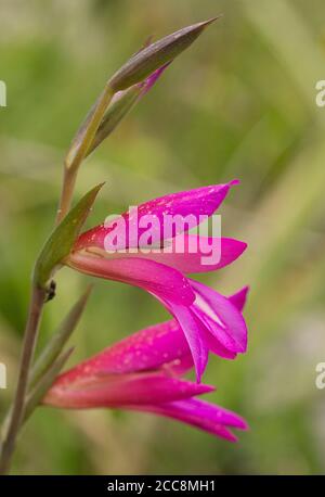 Giglio di Spada Rosa selvaggia, Gladiolus italicus Foto Stock