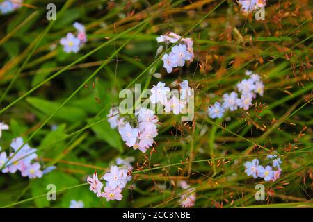 Macro del Forget me non fiore testa, fiore multicolore nel campo, natura e sfondo colori verdi. Foto Stock