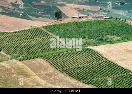 Vigneti sul pendio vicino Segesta in provincia di Trapani, Sicilia occidentale, Italia. Foto Stock