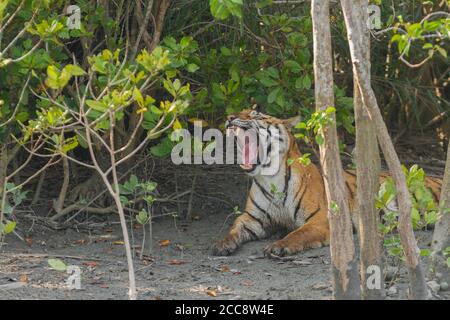 Donna adulta tigre seduta all'ombra e sbadigli, Sundarban Tiger Reserve, Bengala Occidentale, India Foto Stock