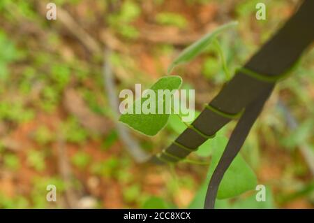 Gli arrampicatori sono piante a gambo debole che derivano il supporto dall'arrampicata su alberi e altri oggetti alti. Molti di loro sono viti i cui steli spago rotondi Foto Stock