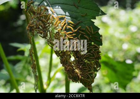 I caterpillars sono tipicamente alimentatori voracious e molti di loro sono fra i parassiti agricoli più gravi. Foto Stock