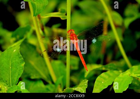 I dragonflies possono sorvolare in un posto, volare molto velocemente e persino volare indietro. Sono alcuni degli insetti di volo più veloci nel mondo Foto Stock