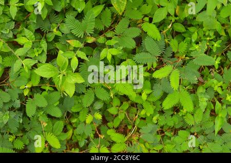 Le foglie di mimosa si piegano quando vengono toccate, tornando a foglia intera in pochi minuti. La Mimosa pudica è comunemente conosciuta come la pianta sensibile. Foto Stock