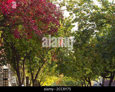 Il colorato albero d'autunno e foglie all'interno del grande tempio della pagoda dell'oca selvaggia. Fu costruito nel 652 durante la dinastia Tang e originariamente aveva cinque stori Foto Stock
