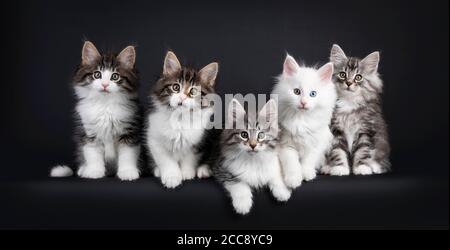 Fila di cinque gattini norvegesi Forestcat seduti l'uno accanto all'altro in perfetta fila, tutti curiosi di guardare la macchina fotografica. Isolato su sfondo nero. Foto Stock