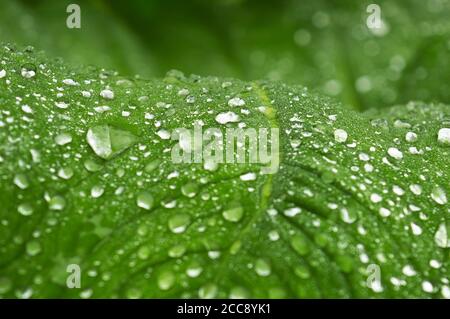 immagine di closeup delle gocce di rugiada su una foglia con la luce rifrangente. L'effetto lotus si riferisce alle proprietà autopulenti Foto Stock