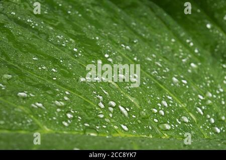 immagine di closeup delle gocce di rugiada su una foglia con la luce rifrangente. L'effetto lotus si riferisce alle proprietà autopulenti Foto Stock