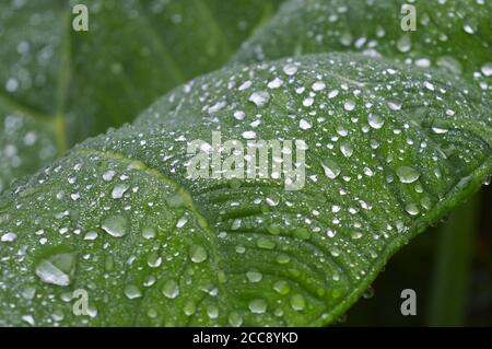 immagine di closeup delle gocce di rugiada su una foglia con la luce rifrangente. L'effetto lotus si riferisce alle proprietà autopulenti Foto Stock