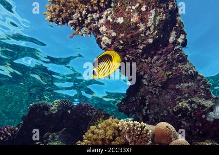 Pesce farfalla del Racoon del Mar Rosso, Chaetodon fascciatus, riparo nella barriera corallina, vicino alle acque di superficie, Alam Marsa, Mar Rosso, Egitto Foto Stock