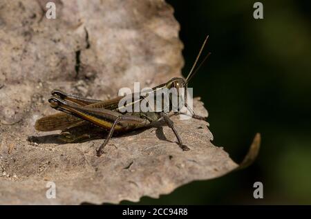 Giovane egiziano Grasshopper, Anacridium aegyptium su una foglia morta Foto Stock